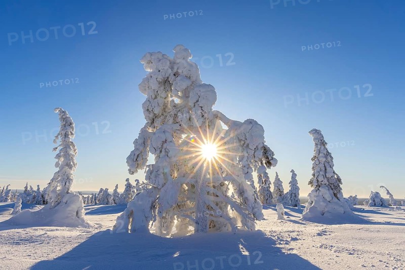 Tykky forest, snow covered spruce trees on the taiga in winter, Riisitunturi National Park in Finnish Lapland near Posio, Koillismaa, Finland, Europe