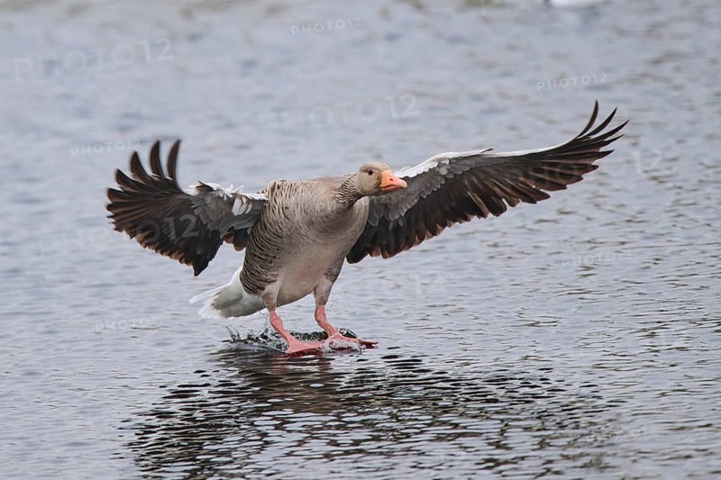 Graylag goose (Anser anser) landing in the water, Düne, Helgoland, Schleswig-Holstein, Germany, Europe