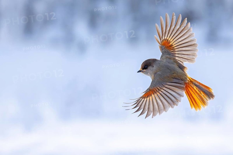 Siberian jay (Perisoreus infaustus, Corvus infaustus) in flight in snow covered taiga in winter, Scandinavia