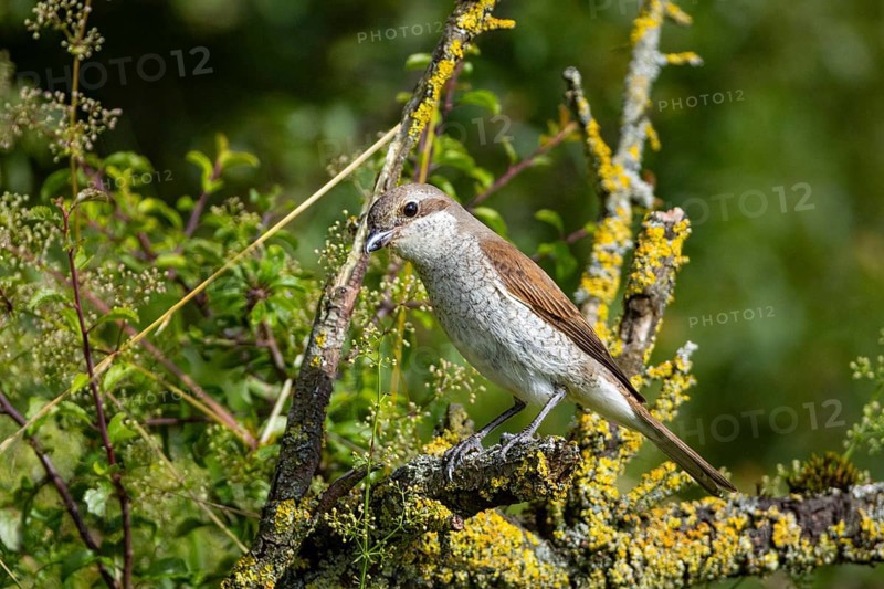 Red-backed shrike (Lanius collurio) wbl Germany