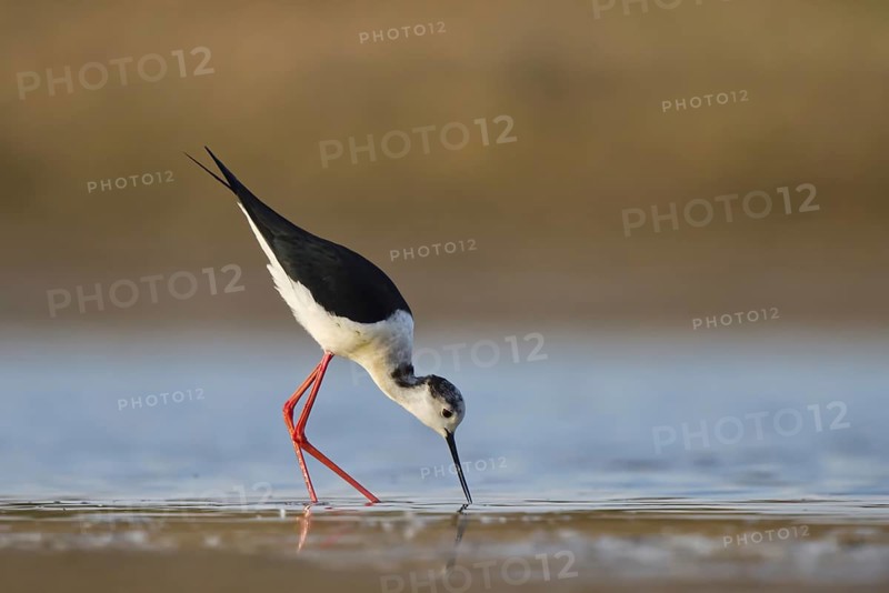 Black-winged Stilt (Himantopus himantopus) male foraging, North Rhine-Westphalia, Germany, Europe