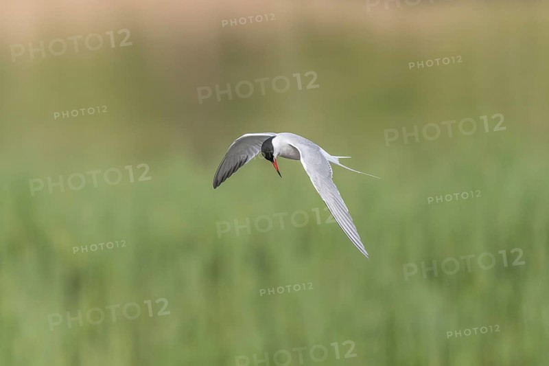 Common tern (Sterna hirundo) hovering over a marsh. Bas Rhin, Alsace, France, Europe