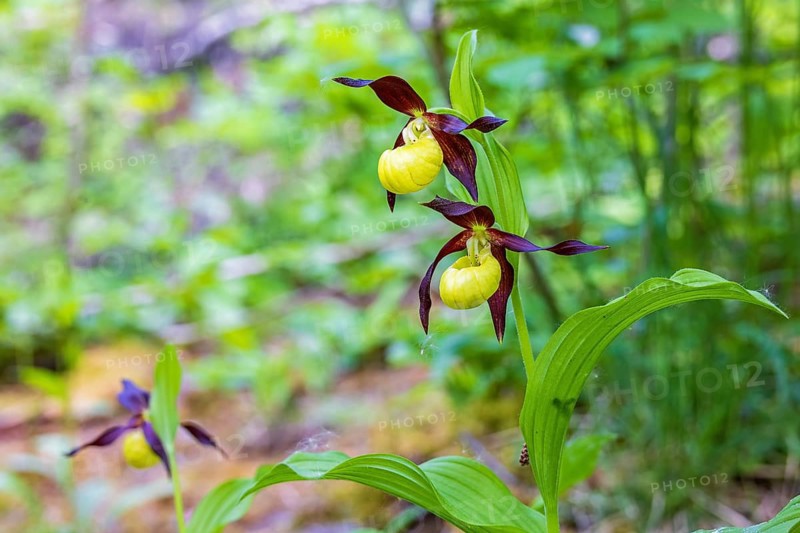 Beautiful Lady's-slipper orchid (Cypripedium calceolus) growing in a moist forest in the summer