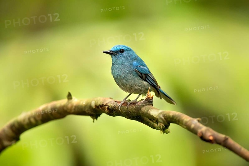 Pale Blue Flycatcher (Cyornis unicolor) male perched on a branch, Selangor, Malaysia, Asia