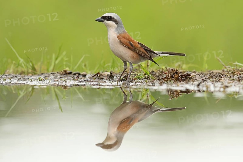 Red-backed Shrike (Lanius collurio) male, Baden-Wuerttemberg, Germany, Europe