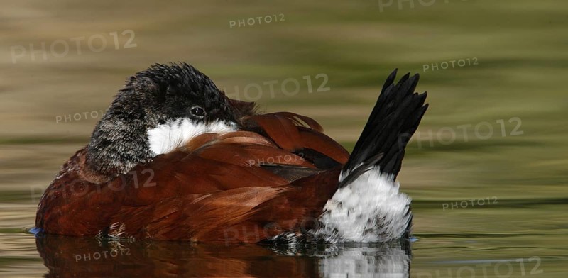 Ruddy Duck (Oxyura jamaicensis), Arizona, USA, North America