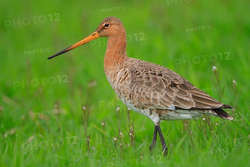 Black-tailed Godwit (Limosa limosa), Netherlands