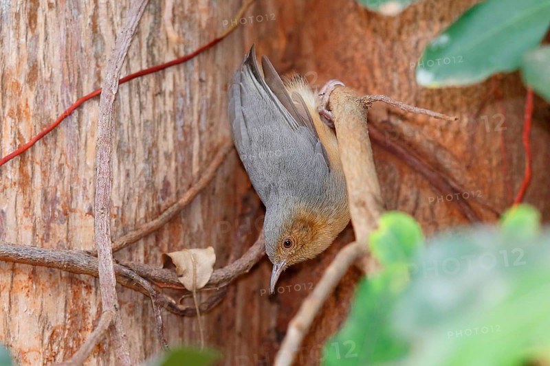 Red-faced Crombec (Sylvietta whytii), Nairobi National Park, Kenya, Africa