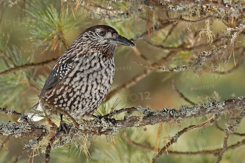 Spotted Nutcracker (Nucifraga caryocatactes), Grisons, Switzerland, Europe