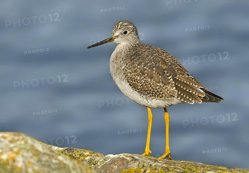 Greater Yellowlegs (Tringa melanoleuca), British Columbia, Canada, North America
