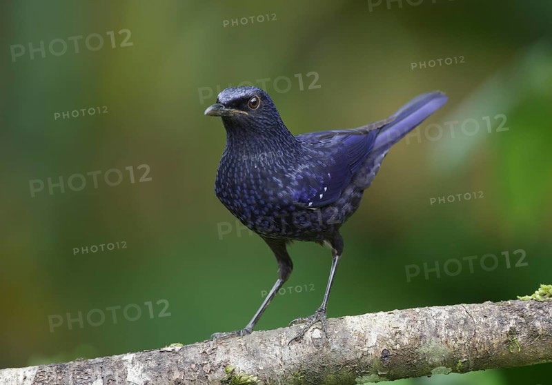 Blue Whistling Thrush (Myophonus caeruleus), Mae Wong, Thailand, Asia