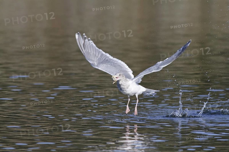 Glaucous-winged Gull (Larus glaucescens), British Columbia, Canada, North America