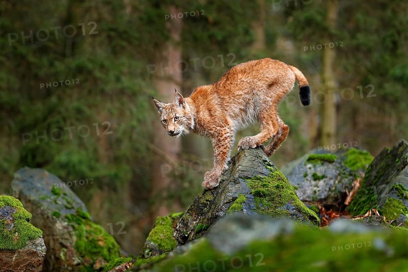Lynx, Eurasian wild cat walking on green moss stone with green forest in background. Beautiful animal in the nature habitat, Germany. Lynx climbing on the rock. Wildlife hunting scene, central Europe