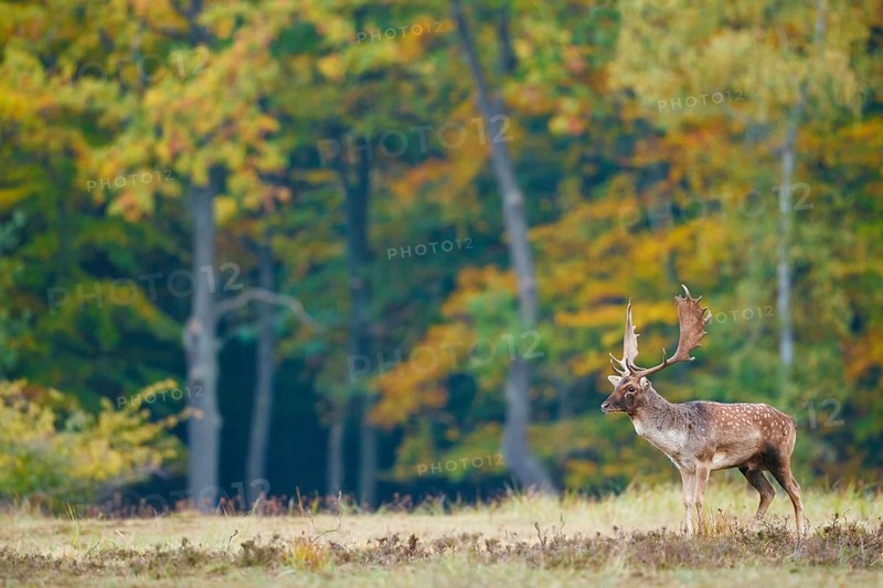 Damhirsch, Dama dama Fallow Deer, Dama dama