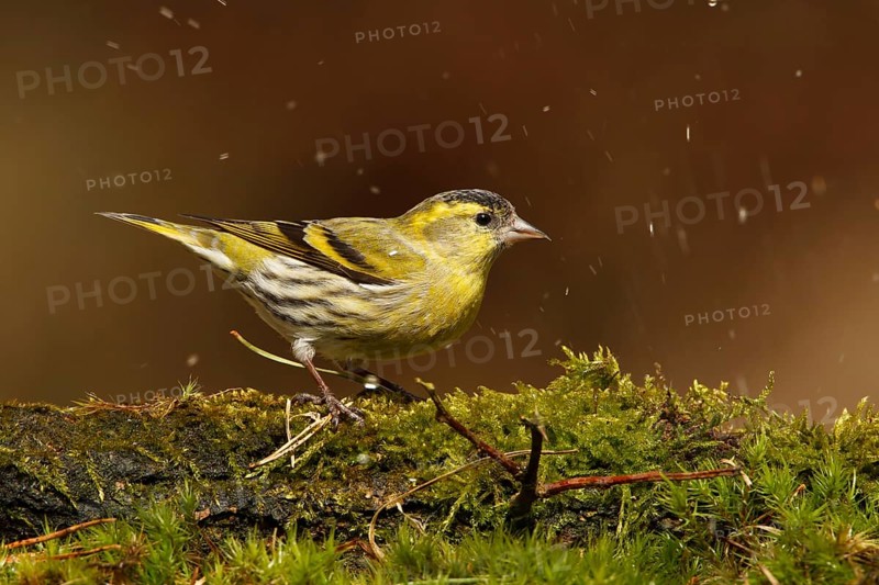 Eurasian Siskin (Spinus spinus) male, Utrecht, Netherlands