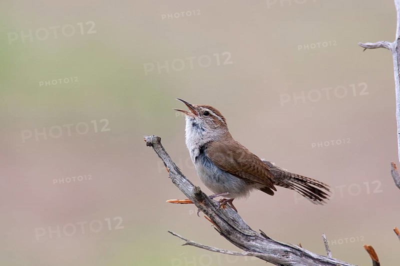 Bewick's Wren (Thryomanes bewickii) singing, Texas, USA, North America