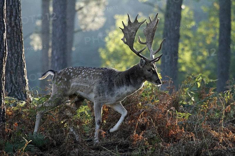 Fallow deer (Dama dama), fallow deer, forest