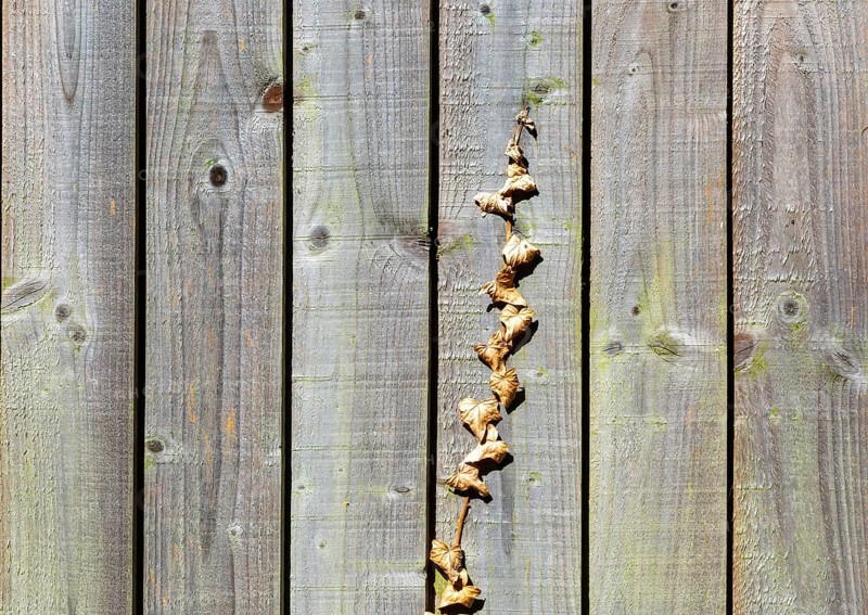 Withered brown dead ivy plant climbing up wooden fence, UK