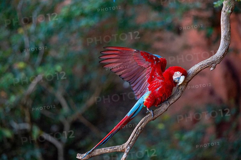 Red-and-green macaw (Ara chloropterus) Buraco das Araras Brazil