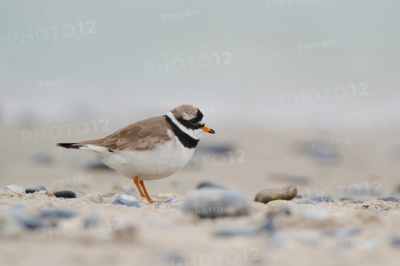 Common ringed plover (Charadrius hiaticula) on the beach, Düne, Helgoland, Schleswig-Holstein, Germany, Europe