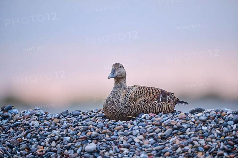 Common eider (Somateria mollissima) female on the beach at sunset, Düne, Helgoland, Schleswig-Holstein, Germany, Europe