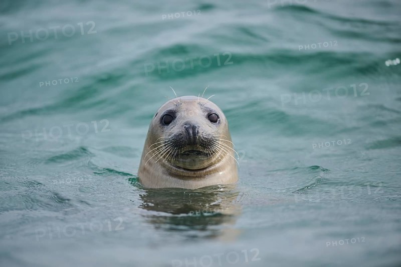 Grey seal (Halichoerus grypus) looking out of the water while swimming in the sea, Düne, Helgoland, Schleswig-Holstein, Germany, Europe