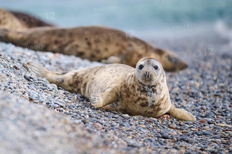 Grey seal (Halichoerus grypus) on the beach, Düne, Helgoland, Schleswig-Holstein, Germany, Europe