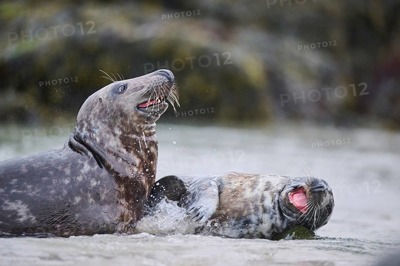 Grey seal (Halichoerus grypus) playing with each other in the water, sea, Düne, Helgoland, Schleswig-Holstein, Germany, Europe