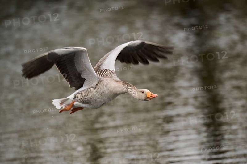 Graylag goose (Anser anser) strats flying from the water, Düne, Helgoland, Schleswig-Holstein, Germany, Europe