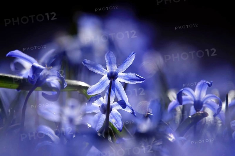 Scilla, March, Germany, Europe