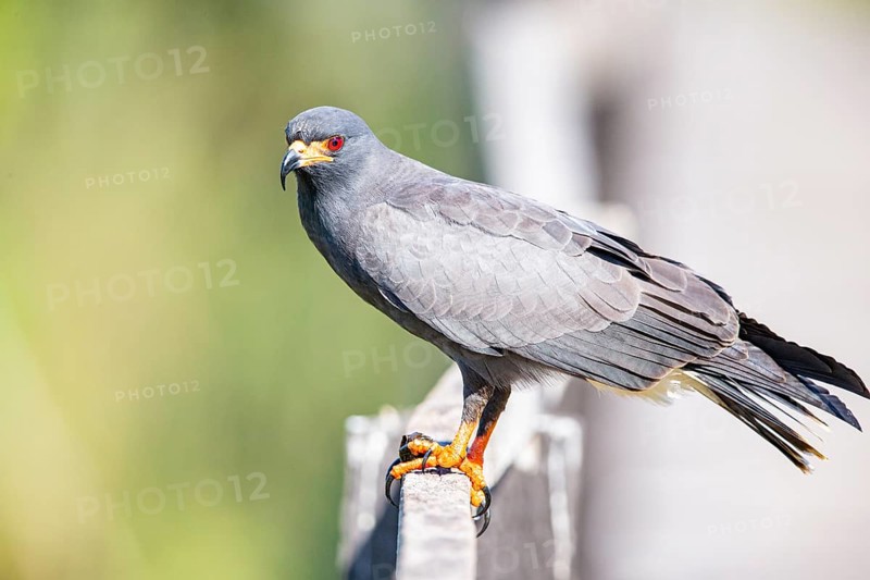 Snail Buzzard (Rostramus sociabilis) Pantanal Brazil