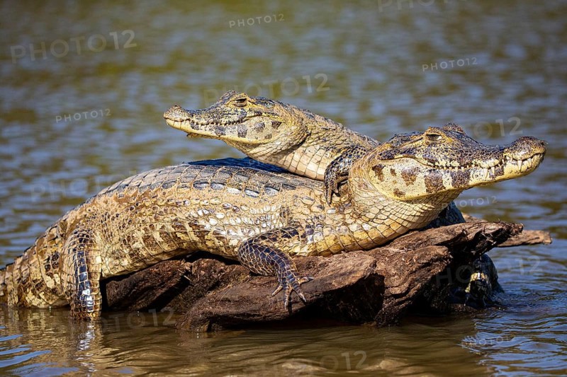 Spectacled caiman (Caiman crocodilius) Panatanal Brazil