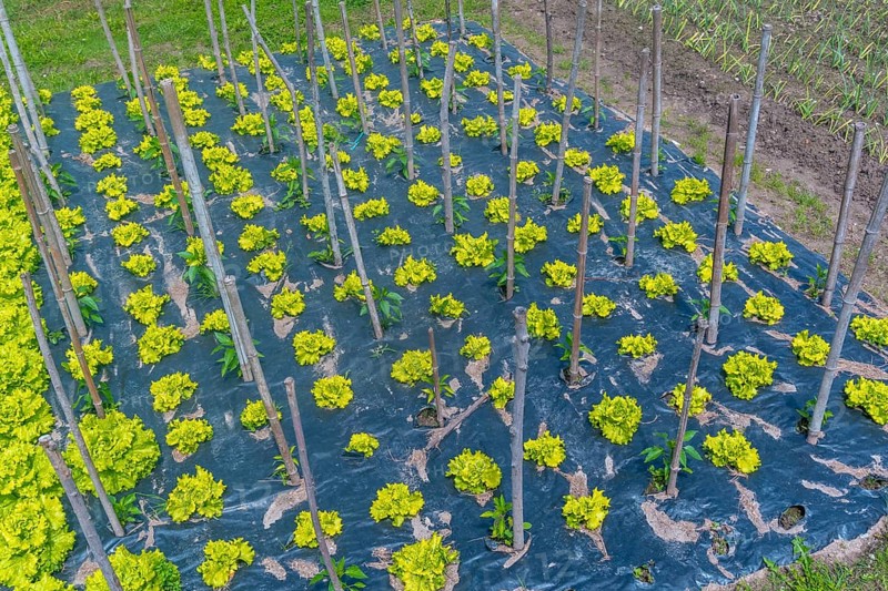 A field of green plants with yellow stems and leaves. The plants are growing in a field with a black plastic covering