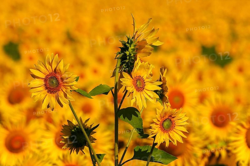 Sunflower field in Tuscany, Tuscany, Italy, Europe
