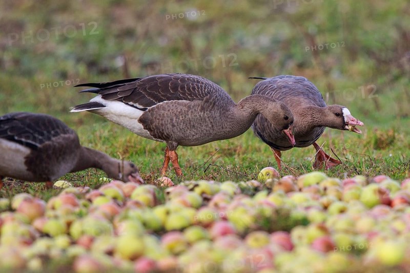 Greater White-fronted Goose (Anser albifrons) adult and juveniles feeding on apples, North Rhine-Westphalia, Germany, Europe