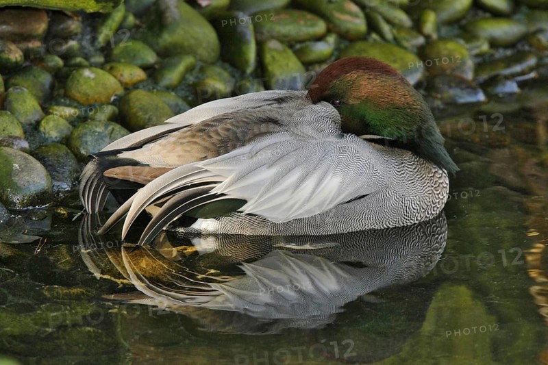 Falcated Duck (Mareca falcata) male, California, USA, North America