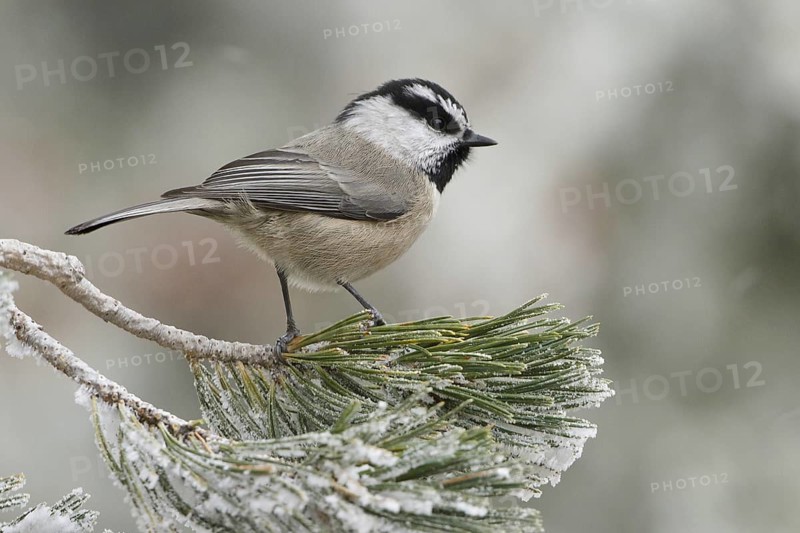Mountain Chickadee (Poecile gambeli), New Mexico, USA, North America