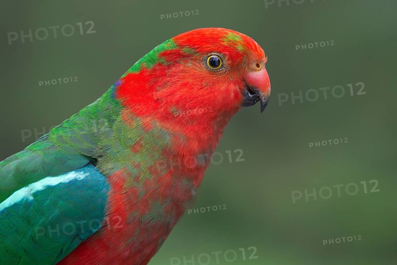 Australian King Parrot (Alisterus scapularis) male, New South Wales, Australia, Oceania