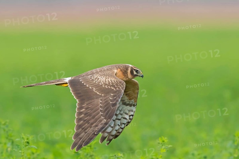 Steppenweihe, Pallid Harrier, Circus macrourus, Busard pâle, Aguilucho Papialbo