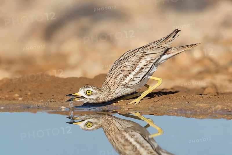 Eurasian Stone-curlew (Burhinus oedicnemus) juvenile drinking, Eilat, Israel, Asia