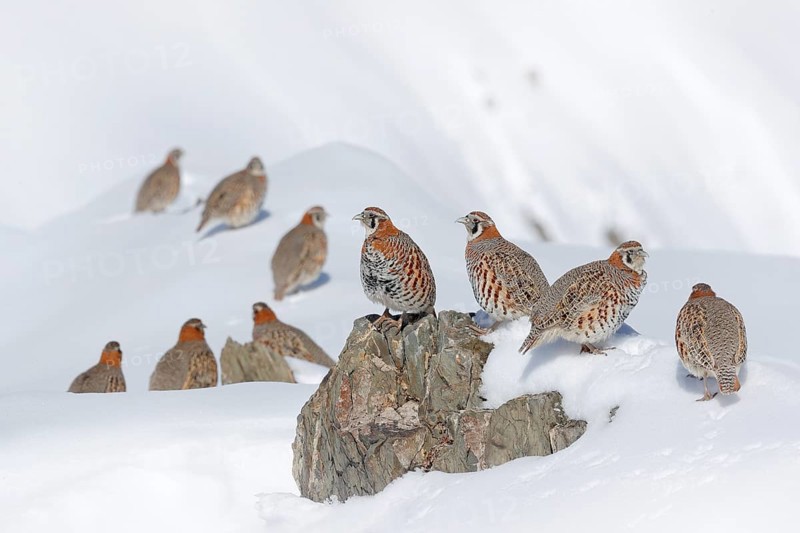 Tibetan Partridge, Perdix hodgsoniae, flock of birds sitting in the snow in the winter mountain. Partridge in the stone habitat, Ladakh, Hemis NP, India. Birds in the Himalayas rocky mountain with sun