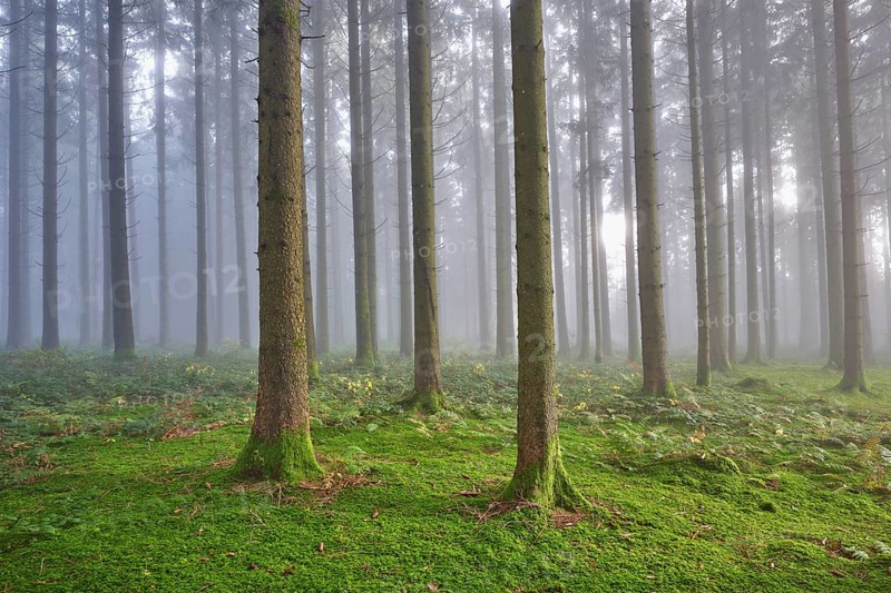 Coniferous forest in fog with moss-covered ground, Horben, Lindenberg, Canton Aargau, Switzerland, Europe