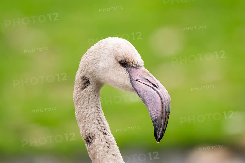 Greater Flamingo (Phoenicopterus roseus) portrait, youngster, captive, Germany, Europe
