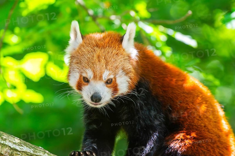 Red panda (Ailurus fulgens) walking on a branch, Germany, Europe