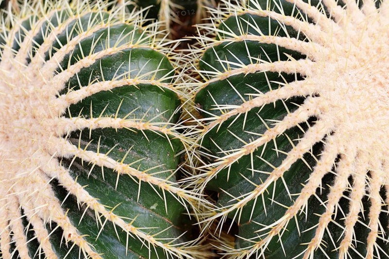 Close up of large 'Echinocactus Platyacanthus' giant barrel cacti with white spikes