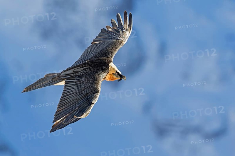 Bearded Vulture (Gypaetus barbatus) flying, Valais, Switzerland, Europe