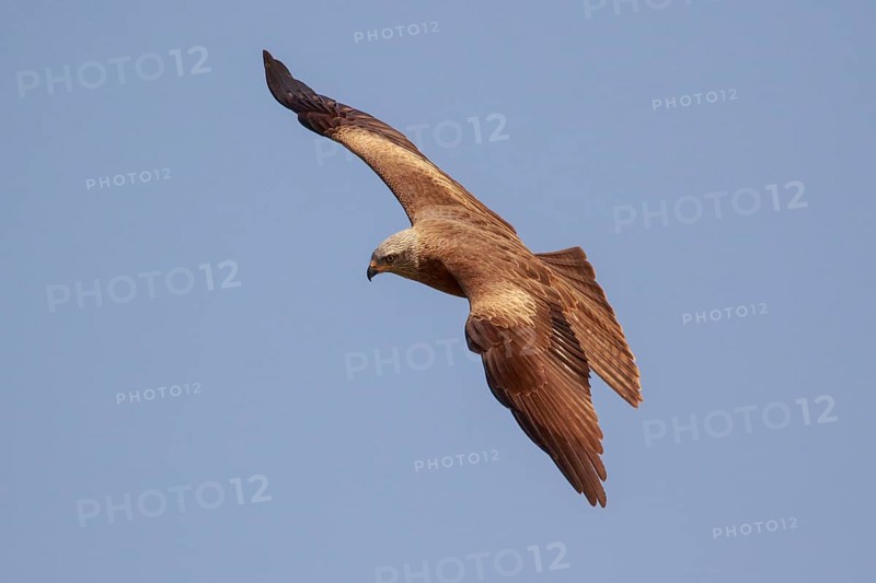 Black Kite (Milvus migrans) flying, Spain, Europe