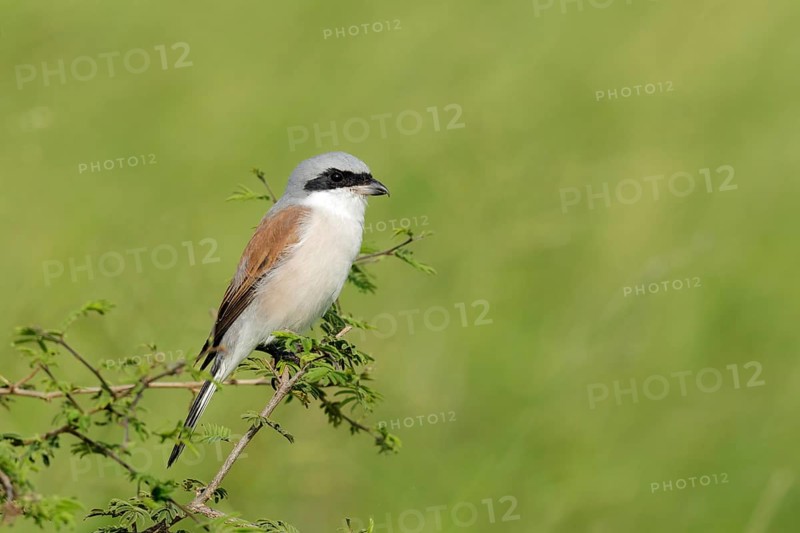 Grauwe Klauwier zittend in de bosjes, Red-backed Shrike sitting in bushes