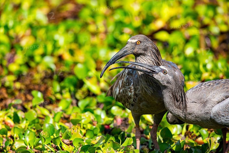 Plumbeous ibis (Harpiprion caerulescens) Pantanal Brazil