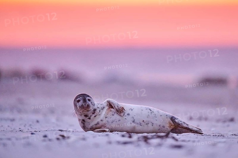 Grey seal (Halichoerus grypus) lying on the beach at sunset, Düne, Helgoland, Schleswig-Holstein, Germany, Europe